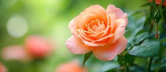 Peach Rose Bloom in Natural Garden Setting, Soft Focus Green Background