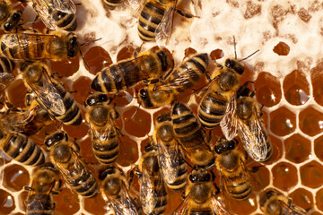 Nectar and honey from meadow and wild flowers.