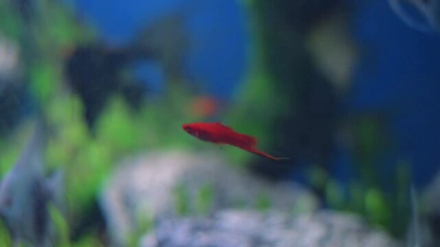 A vibrant red platy fish, *Xiphophorus maculatus*, gracefully swims in a home aquarium.