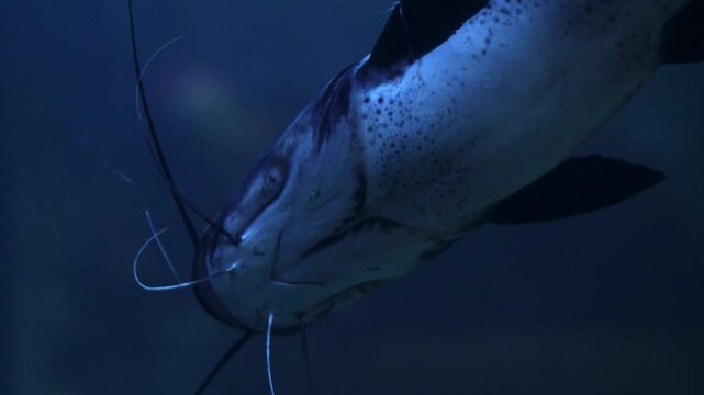 A speckled catfish swims gracefully in a dark aquarium, showcasing intricate details.