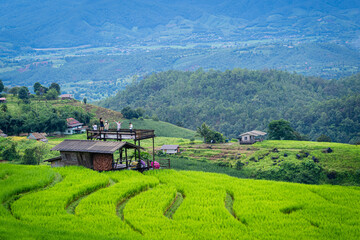 Group of travellers in a natural green terraced rice fields at Pa Bong Piang rice fields, Mae Chaem, Doi Inthanon, Chiang Mai, Thailand.