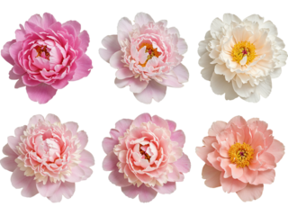 Six beautiful peonies in shades of pink and white isolated on transparent background