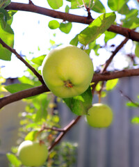 apples on tree