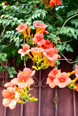 red and yellow flowers