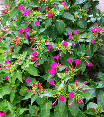 pink flowers in the garden
