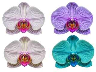 Four phalaenopsis orchids in white pink purple and teal isolated on transparent background