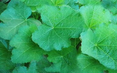 green leaf background