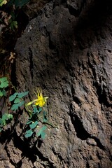 Golden columbine flower, Aquilegia chrysantha,against a rock wall,  Montezuma Well, Rimrock, Arizona.