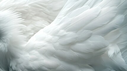 Obraz premium White bird wings, close-up, soft light, textured feathers, nature background, design element