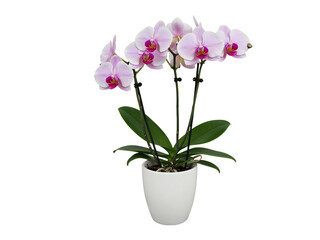 Fototapeta premium Beautiful light pink orchid flowers in a white pot isolated on transparent background
