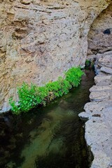 Outflow at Montezuma Well with plants growing on the rocks, Rimrock, Arizona.
