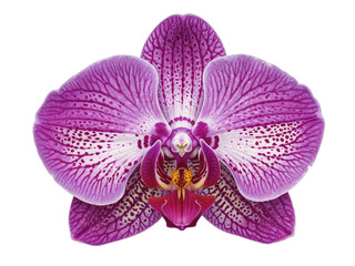 Fototapeta premium Detailed close up of a vibrant purple orchid flower with intricate patterns isolated on transparent background
