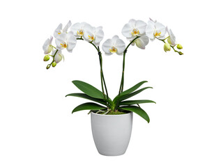 Fototapeta premium Elegant white phalaenopsis orchid plant with green leaves in a white pot isolated on transparent background