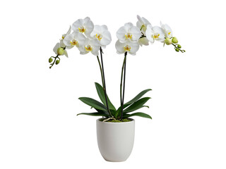 Elegant white phalaenopsis orchid plant with blooming flowers and buds in a white pot isolated on transparent background