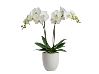Elegant white phalaenopsis orchid plant with blooming flowers and buds in a white pot isolated on transparent background
