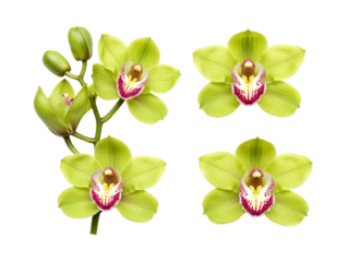 Four delicate lime green cymbidium orchid flowers and buds isolated on transparent background