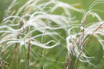 Meadow grasses on fossil atolls in Ukraine