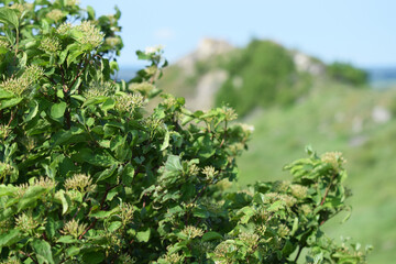 Meadow grasses on fossil atolls in Ukraine