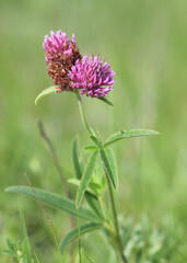 Meadow grasses on fossil atolls in Ukraine