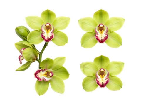 Four beautiful lime green cymbidium orchid flowers and buds isolated on transparent background
