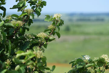 Meadow grasses on fossil atolls in Ukraine