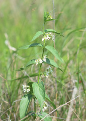 Meadow grasses on fossil atolls in Ukraine