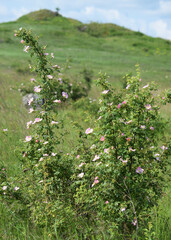 Meadow grasses on fossil atolls in Ukraine