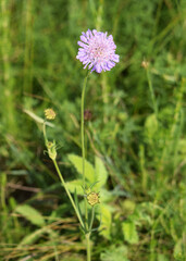 Meadow grasses on fossil atolls in Ukraine