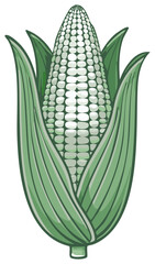 Fresh Sweet Corn on the Cob with Green Husks Illustration Isolated on White Background