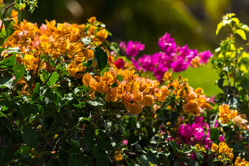 Detail of bougainvillea flowers in orange and fuchsia tones in a sunlit garden. The image features vibrant tropical foliage, ideal to represent nature, color, and warm climate.