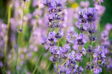 Obraz premium Beautiful lavender bush in full bloom on a blurred natural background, sunny outdoor shot of purple flowers with copy space, aromatherapy and provence concept