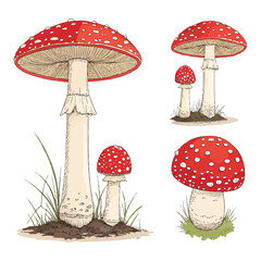 Illustration of fly agaric mushrooms isolated on white background