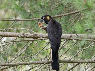 Yellow-tailed Black Cockatoo (Zanda funerea) perched on a branch eating a fruit picked from the tree.