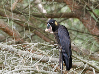 Yellow-tailed Black Cockatoo (Zanda funerea) perched on a branch eating a fruit picked from the tree.