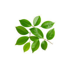 Fototapeta premium Fresh green plant leaves on a white background
