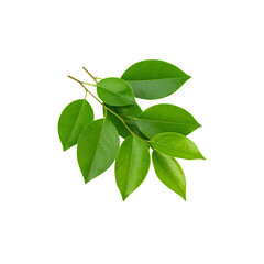 Fresh green plant leaves on a white background