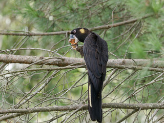 Yellow-tailed Black Cockatoo (Zanda funerea) perched on a branch eating a fruit picked from the tree.