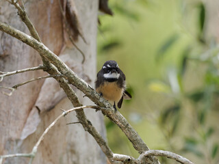 Grey fantail (Rhipidura albiscapa) perched on a branch with bokeh background