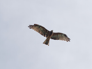 Square-tailed Kite (Lophoictinia isura) souring high in the sky with grey overcast sky background
