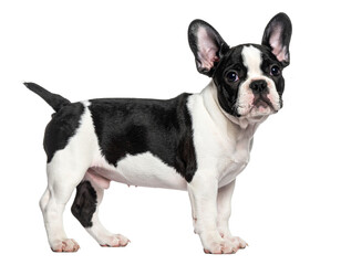 Playful French Bulldog Puppy Standing Side View, Transparent Background PNG