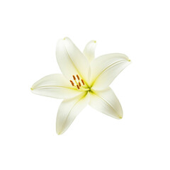 Single Elegant White Lily Flower on Transparent Background