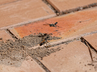 One Black Digger Wasp (Sphex cognatus) observing another flying over the top of its nest