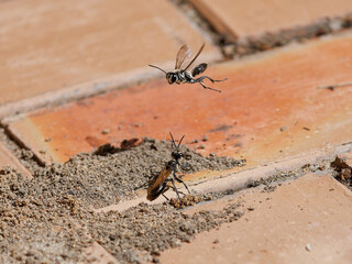 One Black Digger Wasp (Sphex cognatus) observing another flying over the top of its nest
