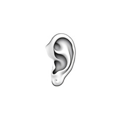 Realistic 3D Render of a Human Ear in Profile View