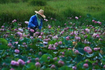 Gardener is picking lotus flowers in the garden before offering them to monks. THAILAND