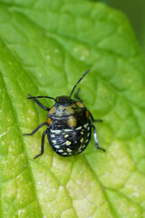 Closeup on a dark nymph of the Southern Green shieldbug, Nezara viridula on a green leaf