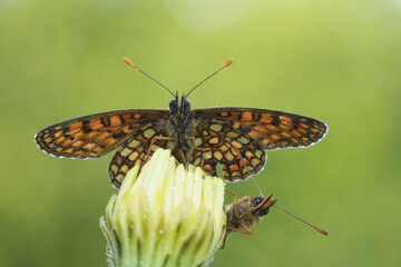 Closeup on two Nickerl's Fritillary butterflies, Melitaea aurelia on top of a closed yellow flower