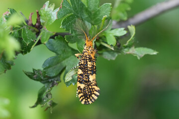 A beautifully patterned Euplocamus ophisa moth rests upside down amidst lush green foliage