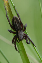Closeup on a dark colored Common fox spider, Alopecosa pulverulenta spider