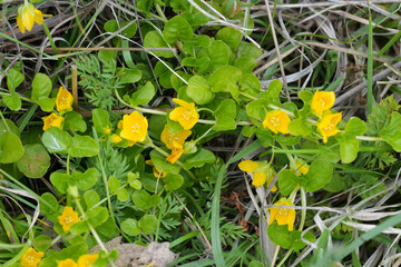 Closeup on yellow flowering moneywort or creeping jenny, Lysimachia nummularia in grassy area